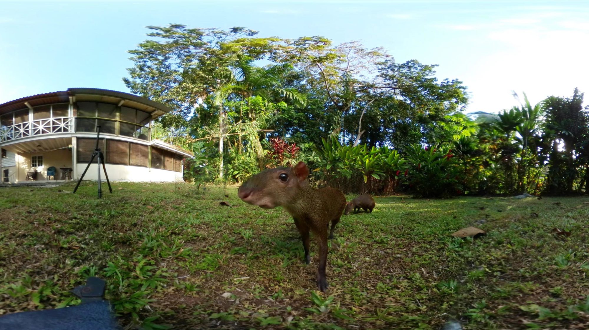 Digital Naturalism Laboratories